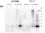 MRAP2 Antibody in Western Blot (WB)