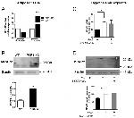 MRAP2 Antibody in Western Blot (WB)