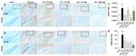 CD11b Antibody in Immunohistochemistry (Paraffin) (IHC (P))