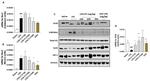 SIRT6 Antibody in Western Blot (WB)