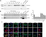 RHOT1 Antibody in Western Blot, Immunoprecipitation (WB, IP)