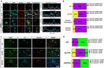 Complement C3 Antibody in Immunocytochemistry, Immunohistochemistry (ICC/IF, IHC)