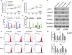 CHAC1 Antibody in Western Blot (WB)