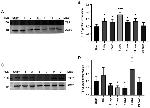 Thrombospondin 1 Antibody in Western Blot (WB)