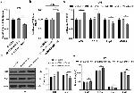 iNOS Antibody in Western Blot (WB)