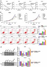 Caspase 3 Antibody in Western Blot (WB)