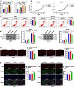 Caspase 3 Antibody in Western Blot (WB)