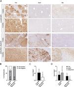 FAH Antibody in Immunohistochemistry (IHC)