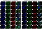 PCNA Antibody in Immunocytochemistry (ICC/IF)