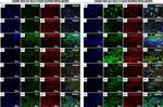 PCNA Antibody in Immunocytochemistry (ICC/IF)