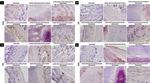 PCNA Antibody in Immunohistochemistry (IHC)