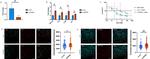 Phospho-MiTF (Ser180) Antibody in Immunocytochemistry (ICC/IF)