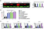 MAVS Antibody in Western Blot (WB)