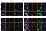 HES1 Antibody in Immunocytochemistry (ICC/IF)