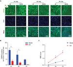 CMPK2 Antibody in Immunohistochemistry (IHC)