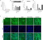 CMPK2 Antibody in Western Blot, Immunohistochemistry (WB, IHC)