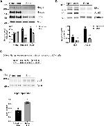 HMGCR Antibody in Western Blot (WB)