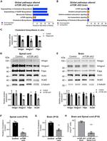 HMGCR Antibody in Western Blot (WB)