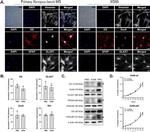 CRALBP Antibody in Western Blot (WB)