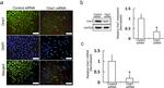 ORAI1 Antibody in Western Blot, Immunocytochemistry (WB, ICC/IF)