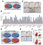 TRIM28 Antibody in Immunohistochemistry (IHC)