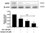 UCP2 Antibody in Western Blot (WB)