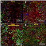 GFAP Antibody in Immunocytochemistry (ICC/IF)