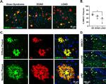 SMOC1 Antibody in Immunohistochemistry (Paraffin) (IHC (P))