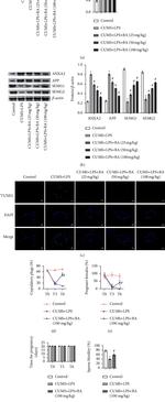 SEMG2 Antibody in Western Blot (WB)