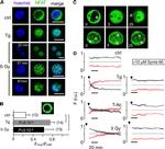 NFATC2 Antibody in Immunocytochemistry (ICC/IF)