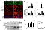 Cardiac Troponin T Antibody in Immunocytochemistry (ICC/IF)