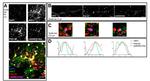 JNK3 Antibody in Immunocytochemistry (ICC/IF)