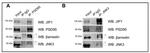 JNK3 Antibody in Western Blot, Immunoprecipitation (WB, IP)