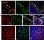 Ly-6C Antibody in Immunohistochemistry (IHC)