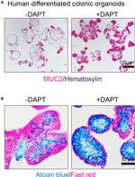 MUC2 Antibody in Immunohistochemistry (PFA fixed) (IHC (PFA))