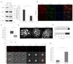 PLK1 Antibody in Western Blot (WB)