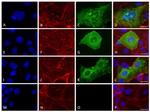 SARS/SARS-CoV-2 Nucleocapsid Antibody in Immunocytochemistry (ICC/IF)