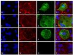 SARS/SARS-CoV-2 Nucleocapsid Antibody in Immunocytochemistry (ICC/IF)