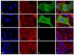 SARS/SARS-CoV-2 Nucleocapsid Antibody in Immunocytochemistry (ICC/IF)