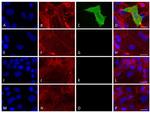 SARS/SARS-CoV-2 Nucleocapsid Antibody in Immunocytochemistry (ICC/IF)