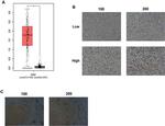 KIF18A Antibody in Immunohistochemistry (IHC)