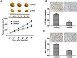 KIF18A Antibody in Immunohistochemistry (IHC)