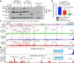 WAPL Antibody in Western Blot (WB)