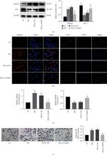 ZO-1 Antibody in Western Blot, Immunocytochemistry (WB, ICC/IF)