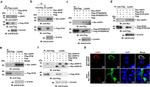 AKIP1 Antibody in Immunocytochemistry (ICC/IF)