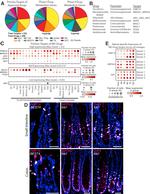 FKBP12 Antibody in Immunohistochemistry (IHC)