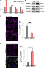 PEX3 Antibody in Immunohistochemistry (IHC)