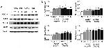 TFAM Antibody in Western Blot (WB)