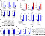 BRCA1 Antibody in Western Blot (WB)