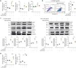 RIP1 Antibody in Western Blot (WB)